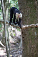 White faced capuchin monkey in Quepos, Costa Rica
