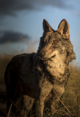 Iberic Wolf