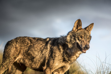 Iberic Wolf