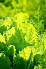 Fresh lettuce salad in sunlight, leaves background