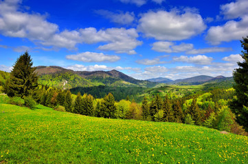 Mountain landscape with fresh green grass and dandelions near the mixed forest on hillside. Blue sky with clouds, sunny day.