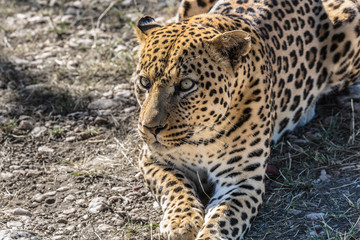 African spotted leopard resting in savannah