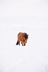 Urocze islandzkie futrzane konie (kucyki) wędrujące w zimowym porannym polu, odkurzone śniegiem - 162500693