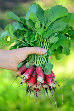 Fresh organic radishes with tops and green leaves in woman's hands