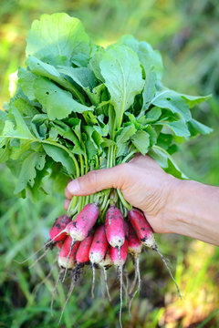Fresh organic radishes with tops and green leaves in the hands of the farmer