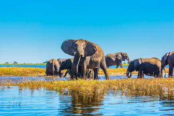 Obraz premium Stado dorosłych i młodych słoni
