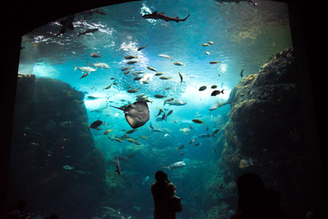 家族で水族館