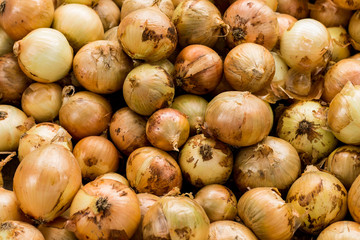Group of onions