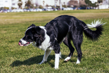 Alert Border Collie Dog