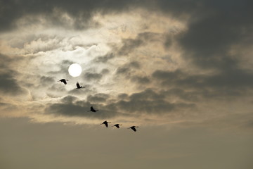 Kraniche im Abendlicht