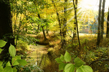 Fototapeta premium Landschaft 389