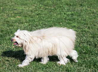 Toy Poodle Running in the Park