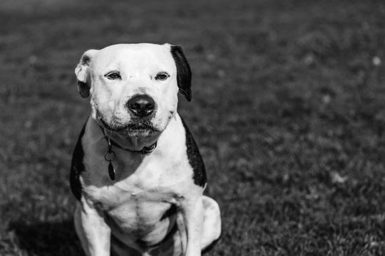 Pit Bull Sitting on Park Lawn