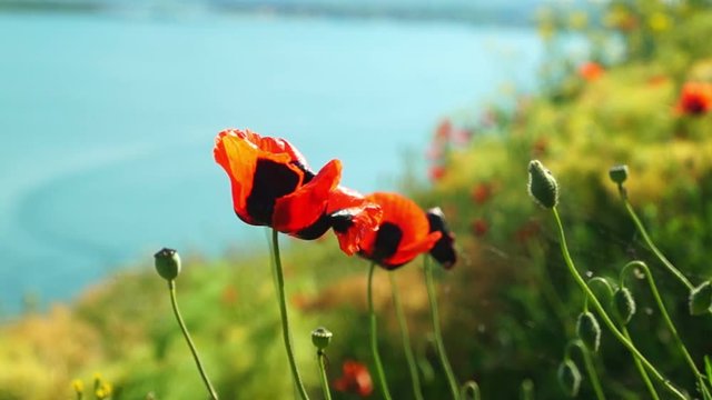 Red poppy flowers growing on the lake shore