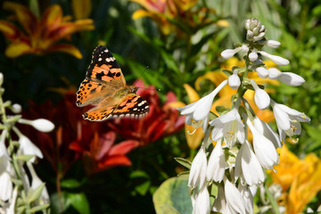 Schmetterling 387