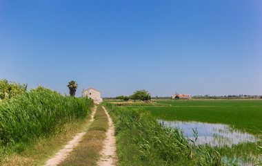 Dirt road leading to a white house in the rice fields of La Albufera