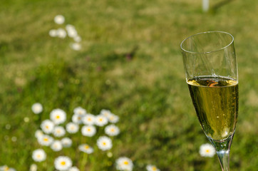 Glass with sparkling wine in the garden