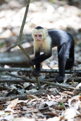 White faced capuchin monkey in Quepos, Costa Rica