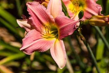 delicate pink lily in the morning light