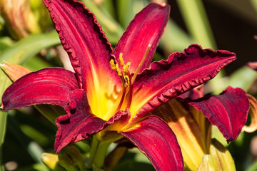 Fototapeta premium red and yellow lily in the lily garden