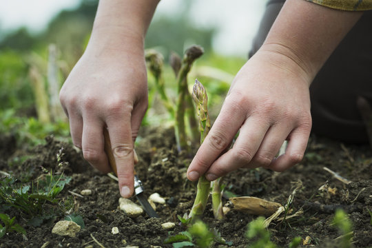 Close up of person harvesting spears of green asparagus with a knife.