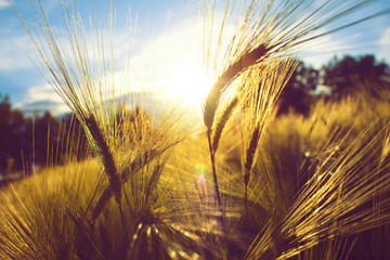 Barley field in sunrise 