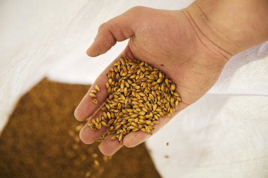 Close up of human hand holding some golden malt.