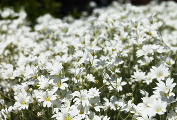 White flowers in a garden.
