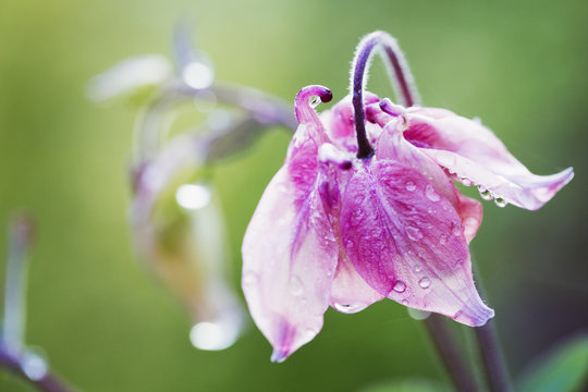 Close up of pink bellflower with dew drops.