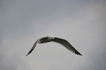Flying seagull in the Po delta near the adriatic sea, Italy, Europe.