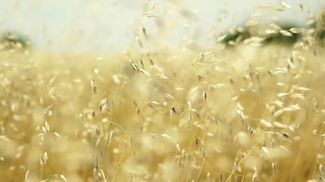closeup of ripe oat field on sunny windy summer day in slow motion
