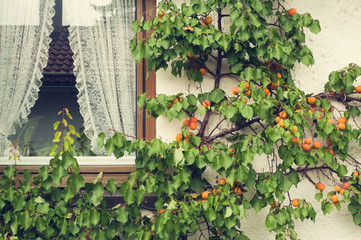 Apricot fruits on a tree branch