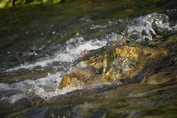 Water Stream in the Sunset