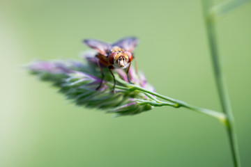 Fly on grass macro portrait