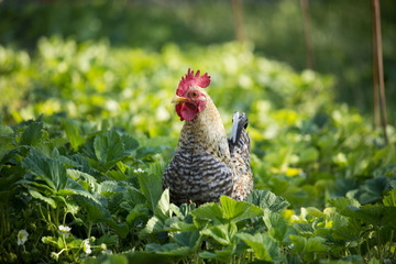 Cockerel in the Garden