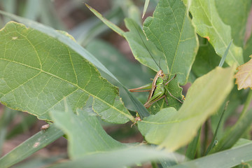 small green grasshopper on straw