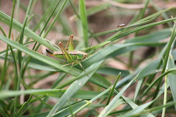 small green grasshopper on straw
