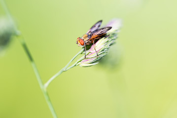 Fly on grass macro portrait