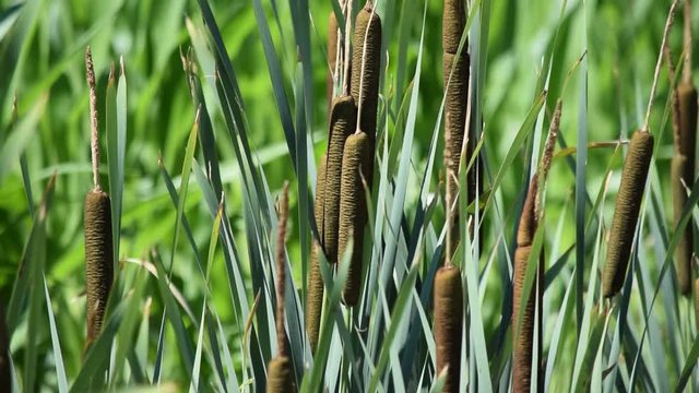 Typha latifolia stiancia broadleaf cattail bulrush great reedmace pałka szerokolistna cooper's breitbl&auml;ttriger rohrkolben reed rauche tifa cumbungi massette &agrave; 宽叶香蒲 quenouille larges feuilles 