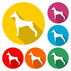 Doberman dog silhouette, side view, vector