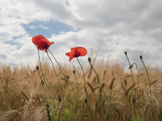 poppies on the border of a field with cloudy sky - poppy flower