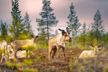 Obraz premium Feral reindeer in taiga