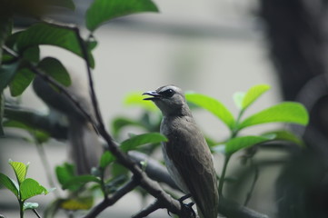 sooty-headed Bulbul