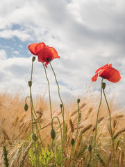 poppies on the border of a field with cloudy sky - poppy flower