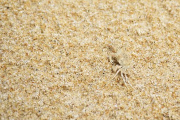 A crab disguise in sand on the beach