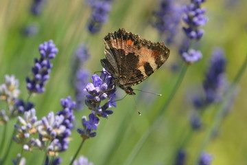 Small tortoiseshell butterfly or Aglais urticae on lavender flower