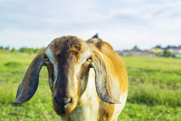 Goat with floppy ears grazing on green field near village. Portrait of Anglo Nubian Goat