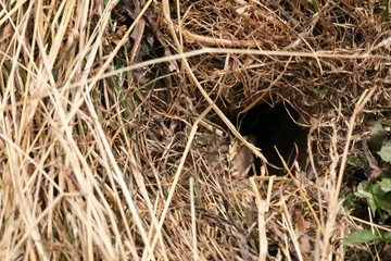 mouse hole in dry soil on summer field