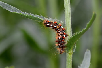 Caterpillar of Yellow-tail butterfly covered with irritating hairs