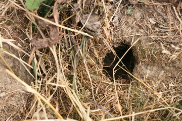 mouse hole in dry soil on summer field